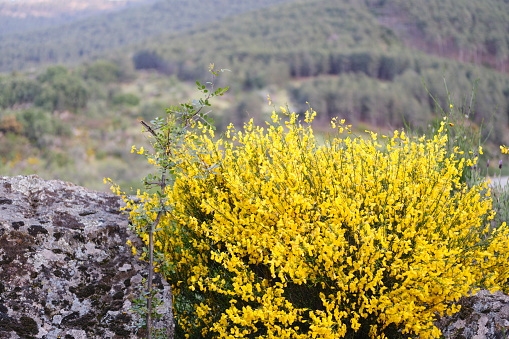 Yellow flowers and boulders in the mountains.