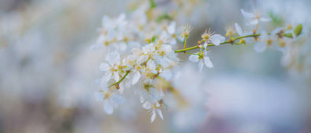 istock spring flowers on tree branches under the warm sun, soft focus blurry background 1402146484