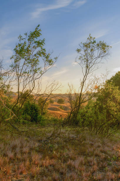 istock view of the meadow from the forest on a sunny evening 1402146487