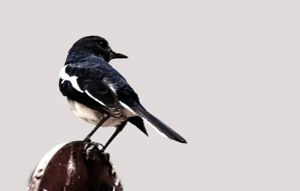 Photo of Oriental Magpie Robin-