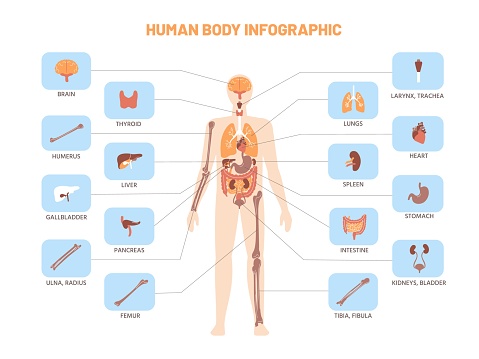 Human body infographic. Anatomy medical scheme with internal organs, kidney stomach lungs. Vector educational biology model illustration. Anatomical structure presentation with brain, spleen