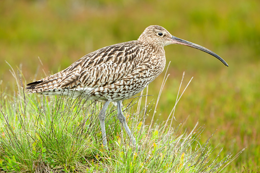Close up of an adult curlew in Summertime.  Scientific name: Numenius arquata.  Facing right in natural moorland habitat, Dallowgill, Yorkshire Dales. Clean background.  Copy space.