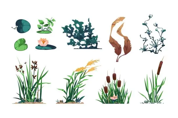 Vector illustration of 2205.m10.i022.n009.S.c15.1786505417 Lake plants. Pond flora and swamp botany game asset with reed, cattails, and bulrush, wetland water leafy plants. Vector isolated set