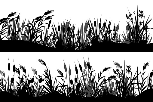 Reed silhouette. Black cattail grass strip border, marsh nature vegetation horizontal banners, grassland view. Vector parallax background elements. Botanical elements, summer riverside foliage