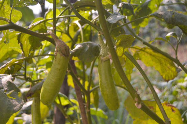 istock eggplant plant. green eggplant in the garden. 1402148452