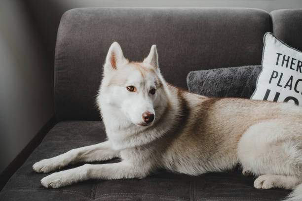 istock Beautiful Siberian husky dog with hazel colored eyes laying on a couch with pillows 1402149727