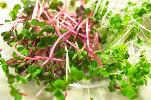 Sprouts, seedlings for healthy nutrition - radish