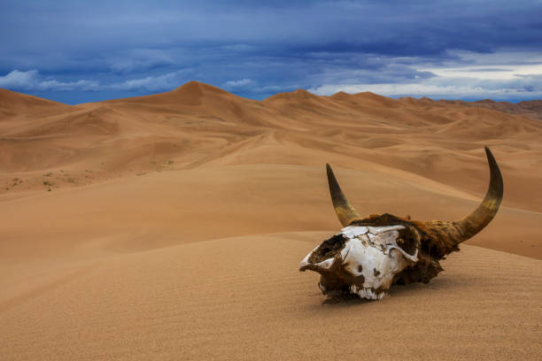 bull skull in sand desert and storm clouds - gobi desert imagens e fotografias de stock