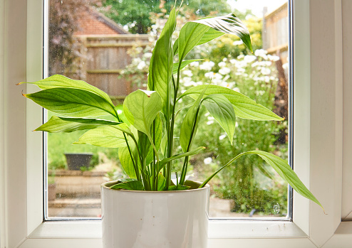 peace lily flower. Spathiphyllum flower plant in a white pot, spring garden background.