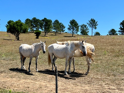 Wild Horses Portugal
