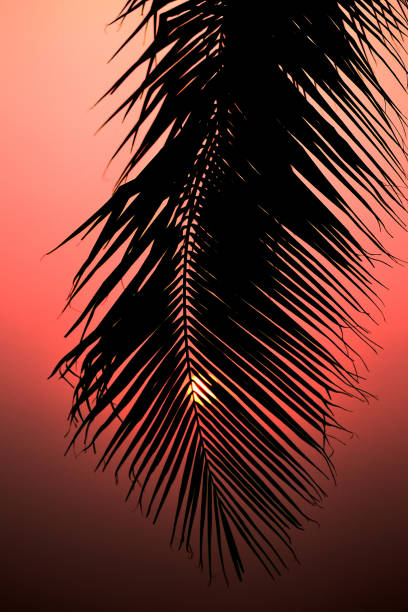 istock Silhouette of palm tree with sunset sky 1402155774