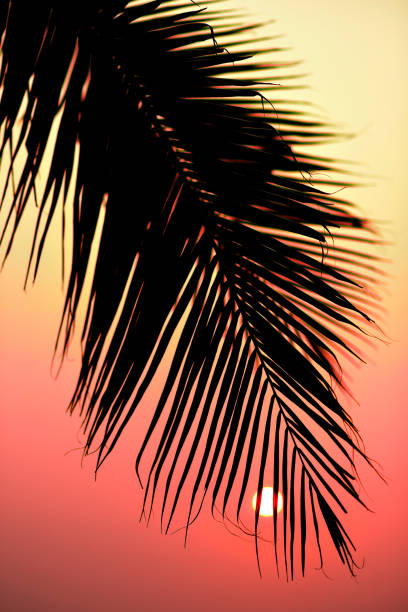 istock Silhouette of palm tree with sunset sky 1402155782