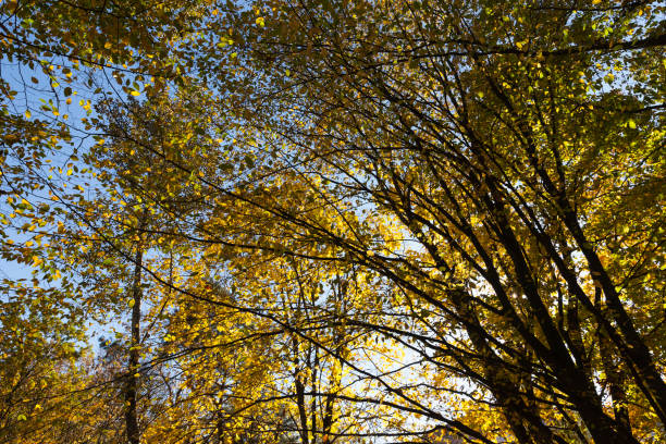 istock yellowed maple foliage on trees in the autumn season 1402156082