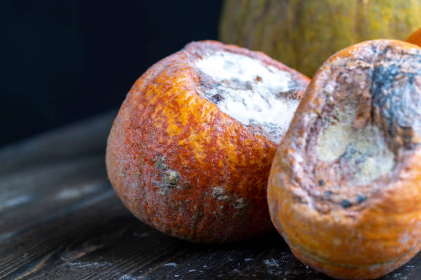 istock spoiled pumpkin food that has not been used and is garbage 1402156163