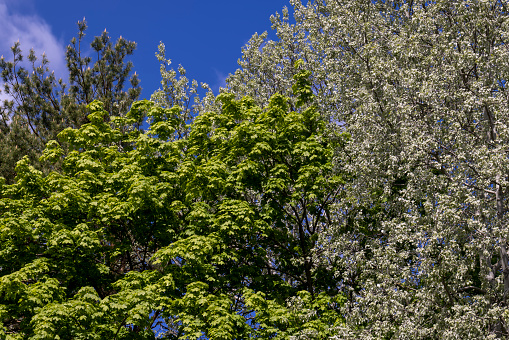 deciduous trees in the spring season with green foliage, beautiful nature with trees with green foliage in the park