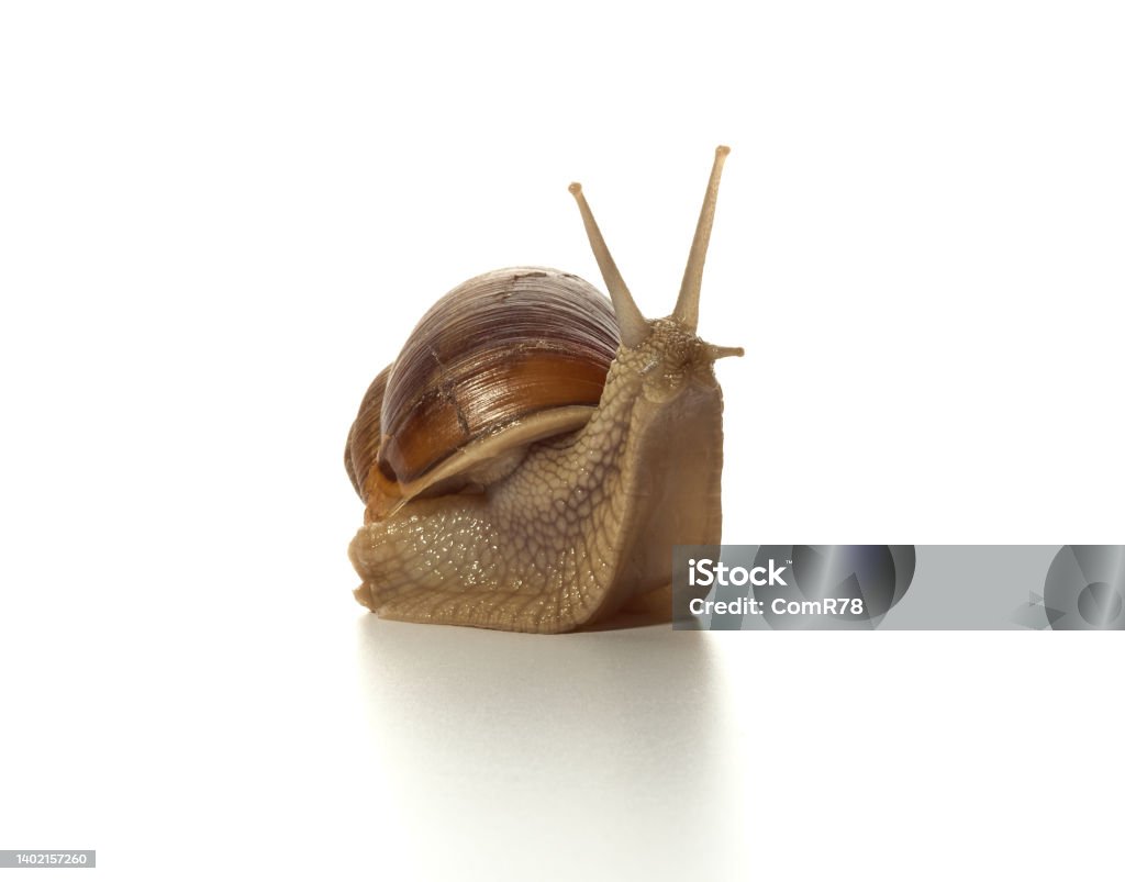 Helix pomatia.Grape snail. Helix pomatia.Grape snail standing surprised isolated on white background. Macro shot. Slow Stock Photo