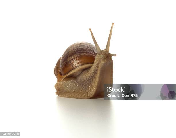 Helix Pomatiagrape Snail Stock Photo - Download Image Now - Slow, Animal, Animal Antenna