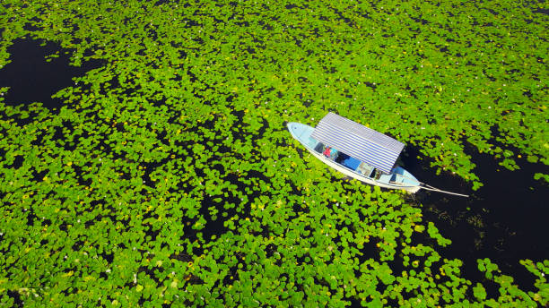 Traditional Boat on Marsh with Water Lilies Çivril, Denizli, Turkey denizli stock pictures, royalty-free photos & images