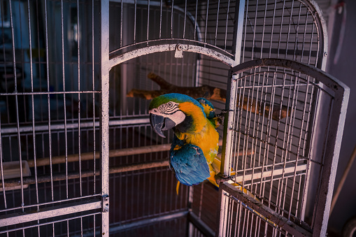 An elegant Calopsitte in a cage
