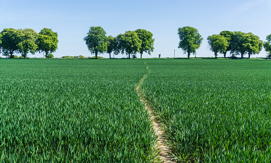 path over a wheat field in Mecklenburg near Alt Schwerin