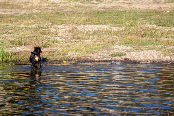 istock Dog in enjoying in the water 1402159940