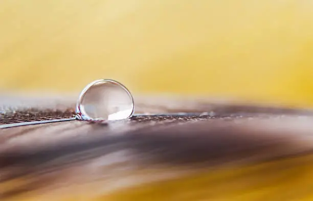 A drop of water on a feather on a yellow and orange background in a macro with copy space