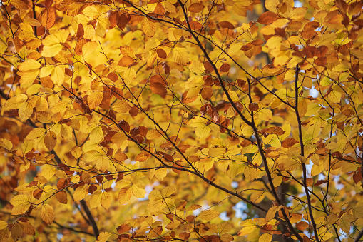 Colorful beech leaves in autumn.