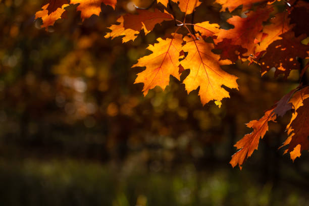 Autumn-colored leaves in the woods.Stock photo