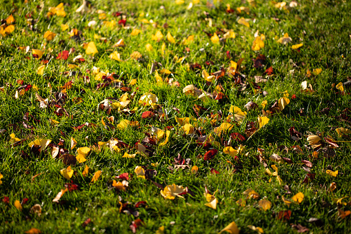 Idyllic autumn background with colorful leaves that fell on the grass.