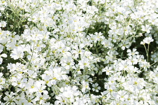 Bouquet of beautiful white Gypsophila (Baby's Breath flowers)