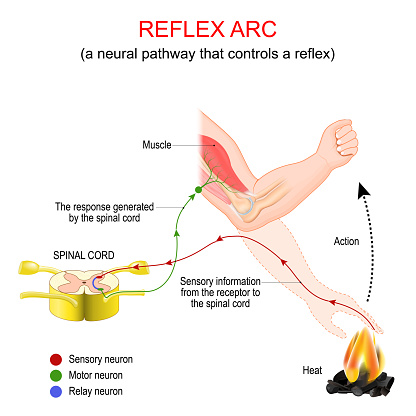 Reflex arc. A neural pathway that controls a reflex. very fast response to a heat stimulus that does not involve the brain. Upon receiving the signal from the motor neuron, the effector muscle in the arm responds by contracting to move the hand from the flame. Vector illustration