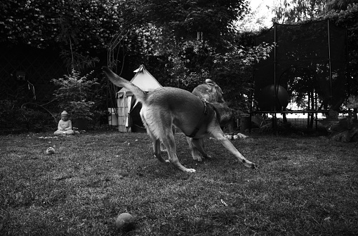 two young mixed breed dogs are playing in a garden