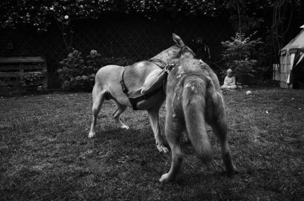 two young mixed breed dogs are playing in a garden