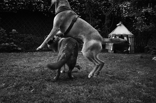 two young mixed breed dogs are playing in a garden