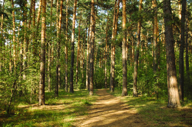 istock Pine trees and their path lit by warm evening sunlight in a green pine forest 1402167381