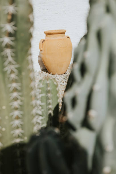 istock Desert Cacti in landscaped yard 1402167394