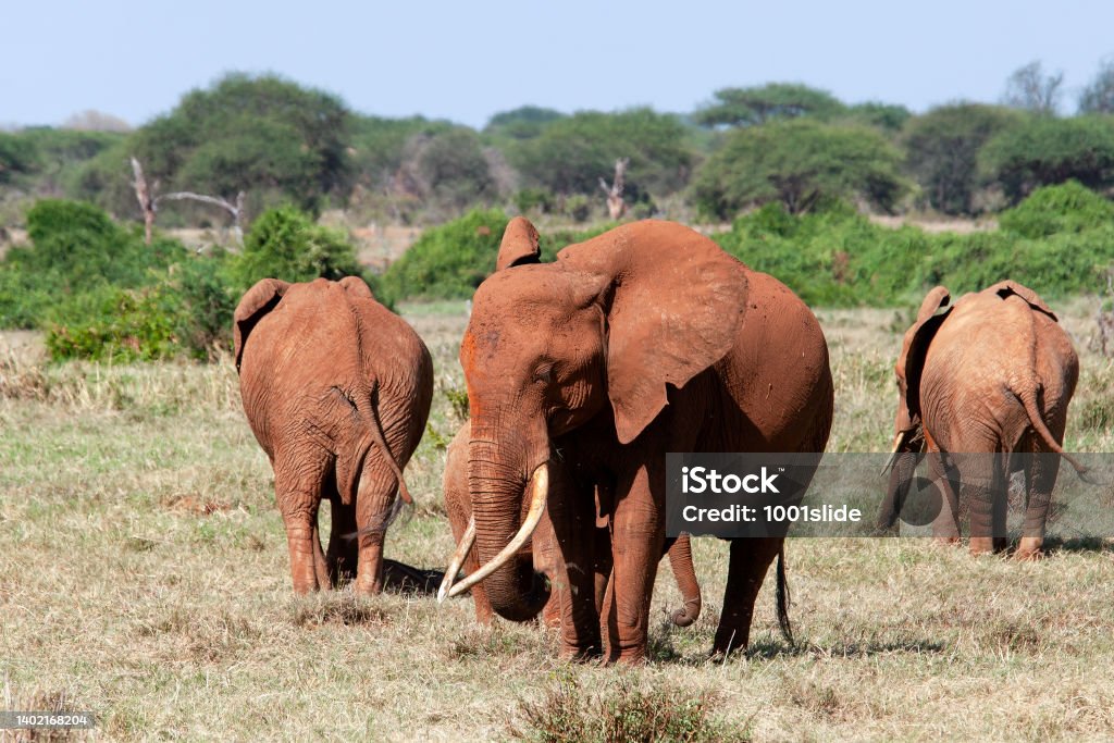 Tsavo East National Park Red African Elephants at Wild Acacia Tree Stock Photo
