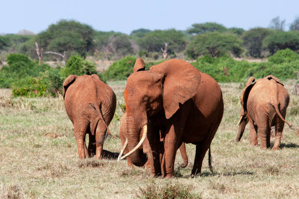 Tsavo East National Park Red African Elephants at Wild Tsavo East National Park Red African Elephants at Wild tsavo east national park photos stock pictures, royalty-free photos & images