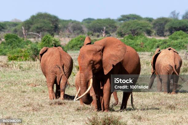 Tsavo East National Park Red African Elephants At Wild Stock Photo - Download Image Now