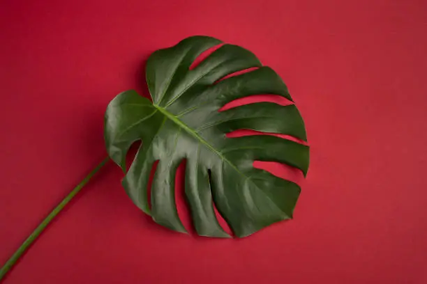 Monstera leaf on red background