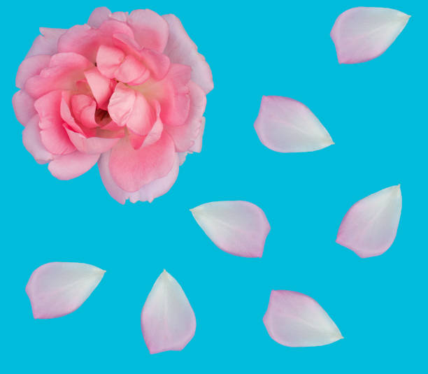 istock rose flowers and rose petals, on a blue background isolated 1402170401