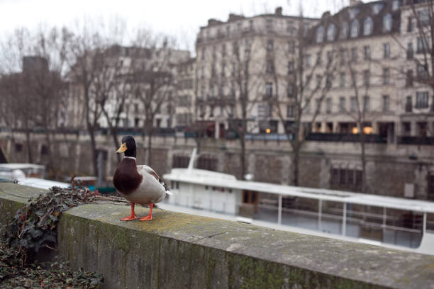 istock Duck on streets of Paris 1402170590