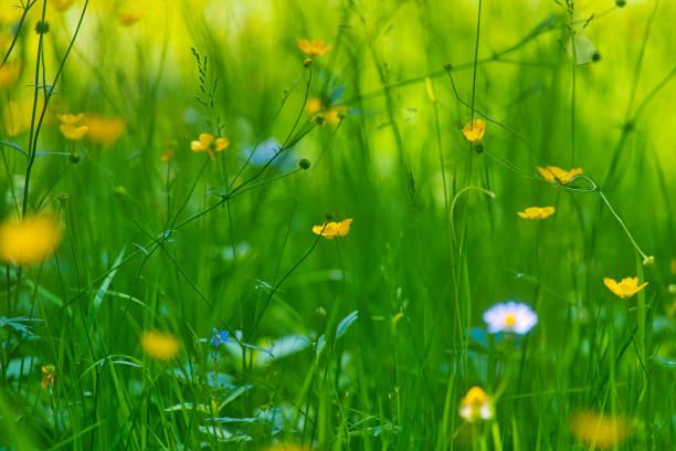 istock Summer impressions from the Thuringian Forest 1402170838