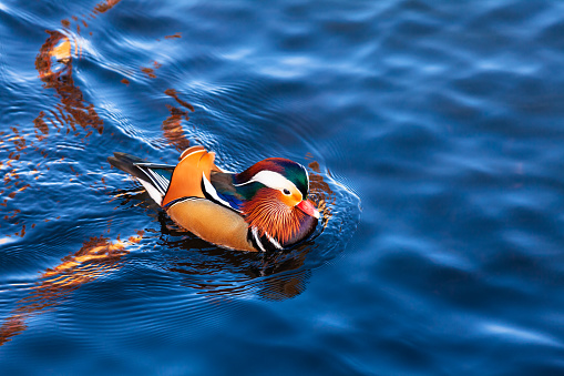 Colorful male Mandarin Duck (Aix galericulata) floating on water in a pond during autumn