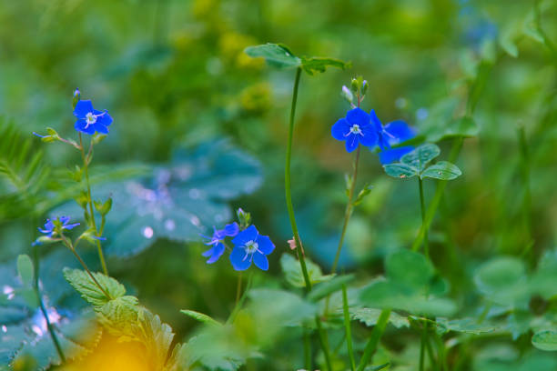Summer impressions from the Thuringian Forest