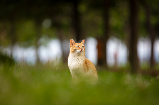 ginger cat looking up in the forest