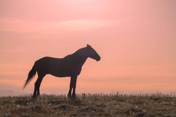 istock Wild Horse at Sunset in Utah 1402174117