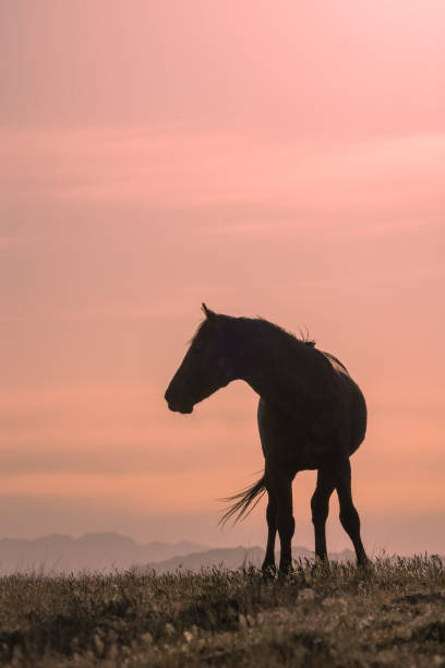 istock Wild Horse at Sunset in Utah 1402174229