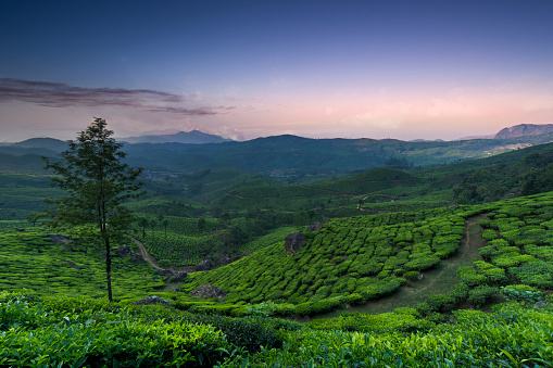A glimpse at Munnar tea plants, which are growing on the Western Ghats mountain range (Sahyadri), in the Indian state of Kerala.