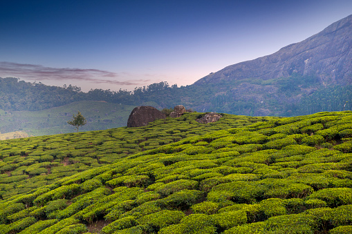A glimpse at Munnar tea plants, which are growing on the Western Ghats mountain range (Sahyadri), in the Indian state of Kerala.